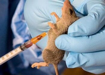 LASSA FEVER
